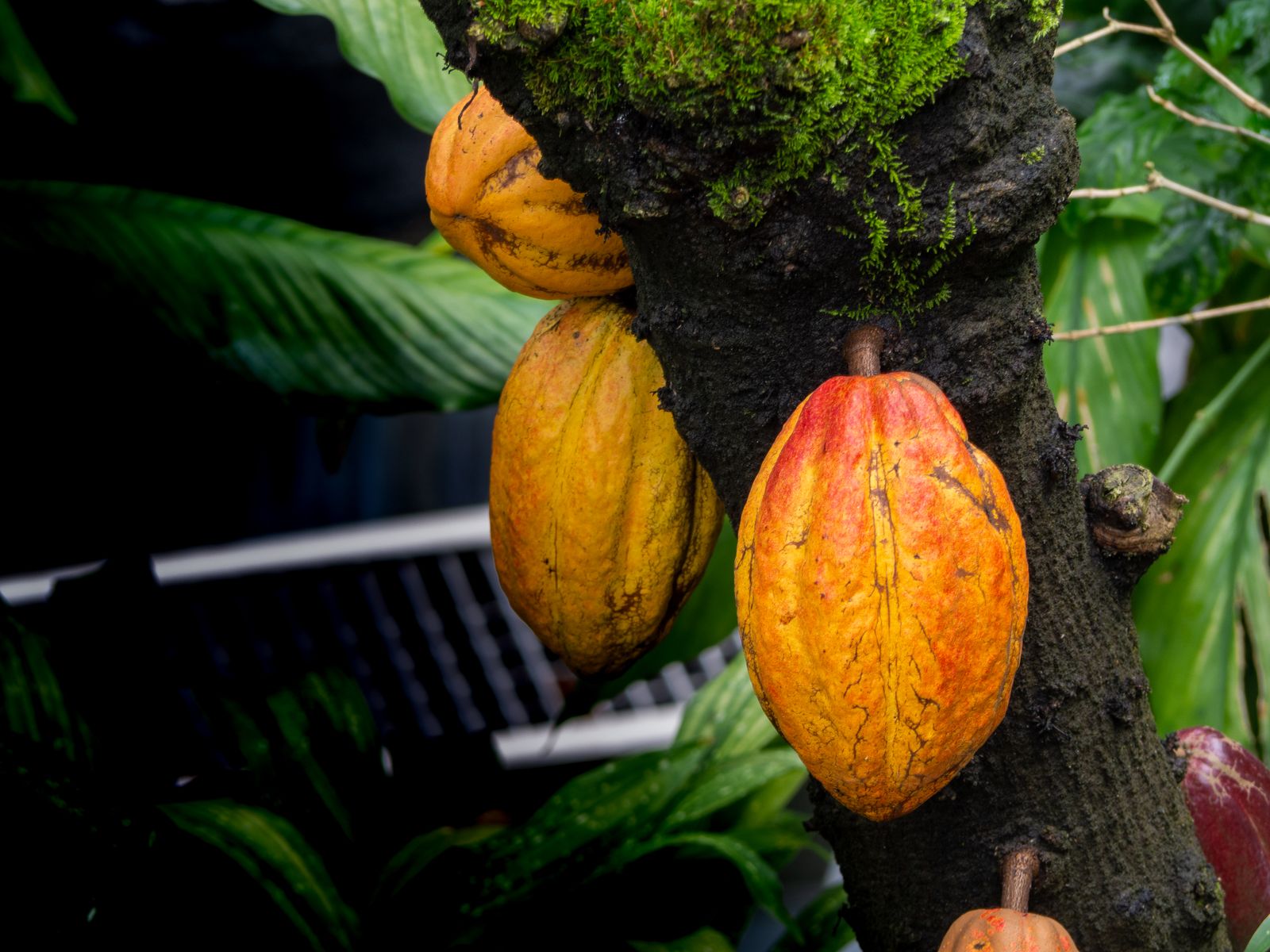 Cacao amazónico peruano: un origen de clase mundial