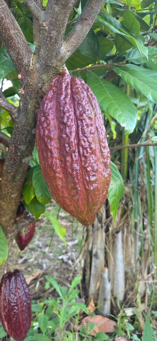 Guía rápida: derivados del cacao y sus aplicaciones industriales