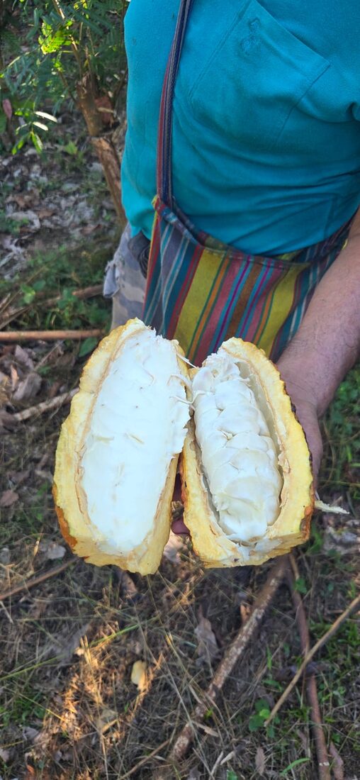Mazorca de cacao amazónico abierta mostrando su pulpa fresca en cosecha