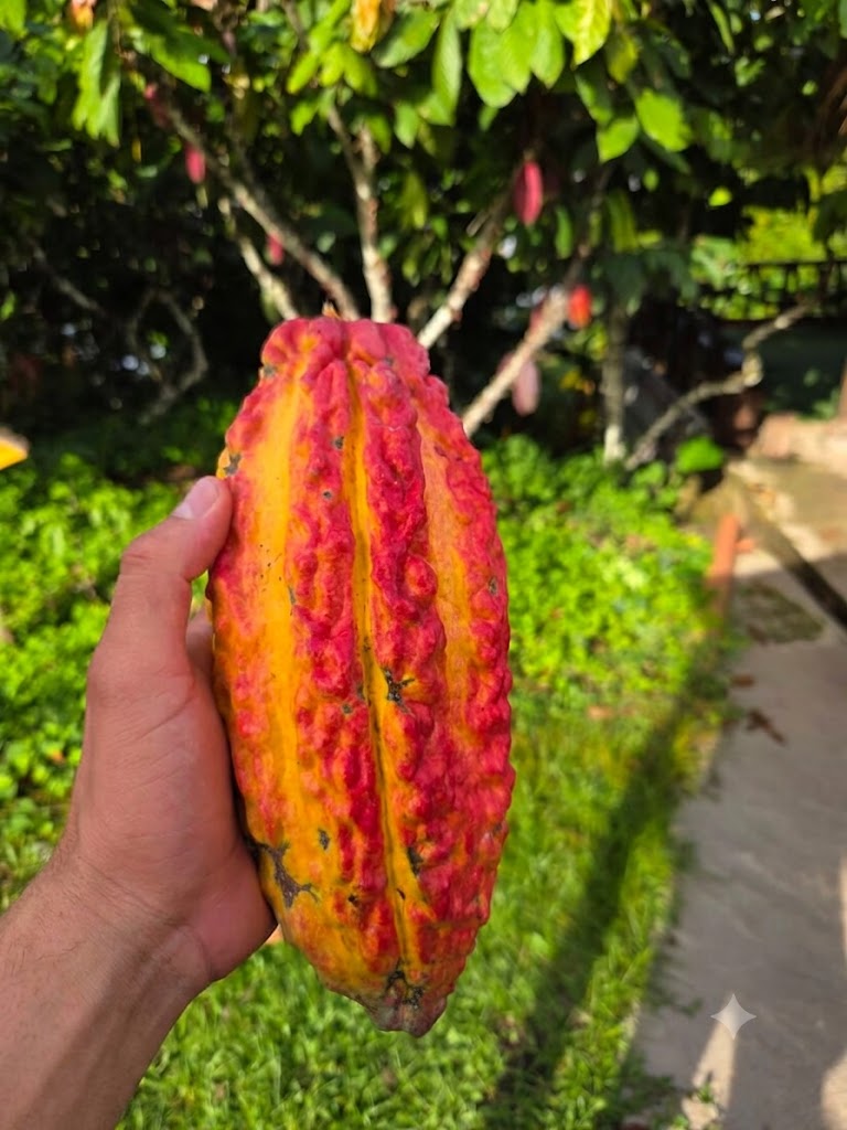 Mazorca de cacao amazónico entera y madura sostenida por el agricultor