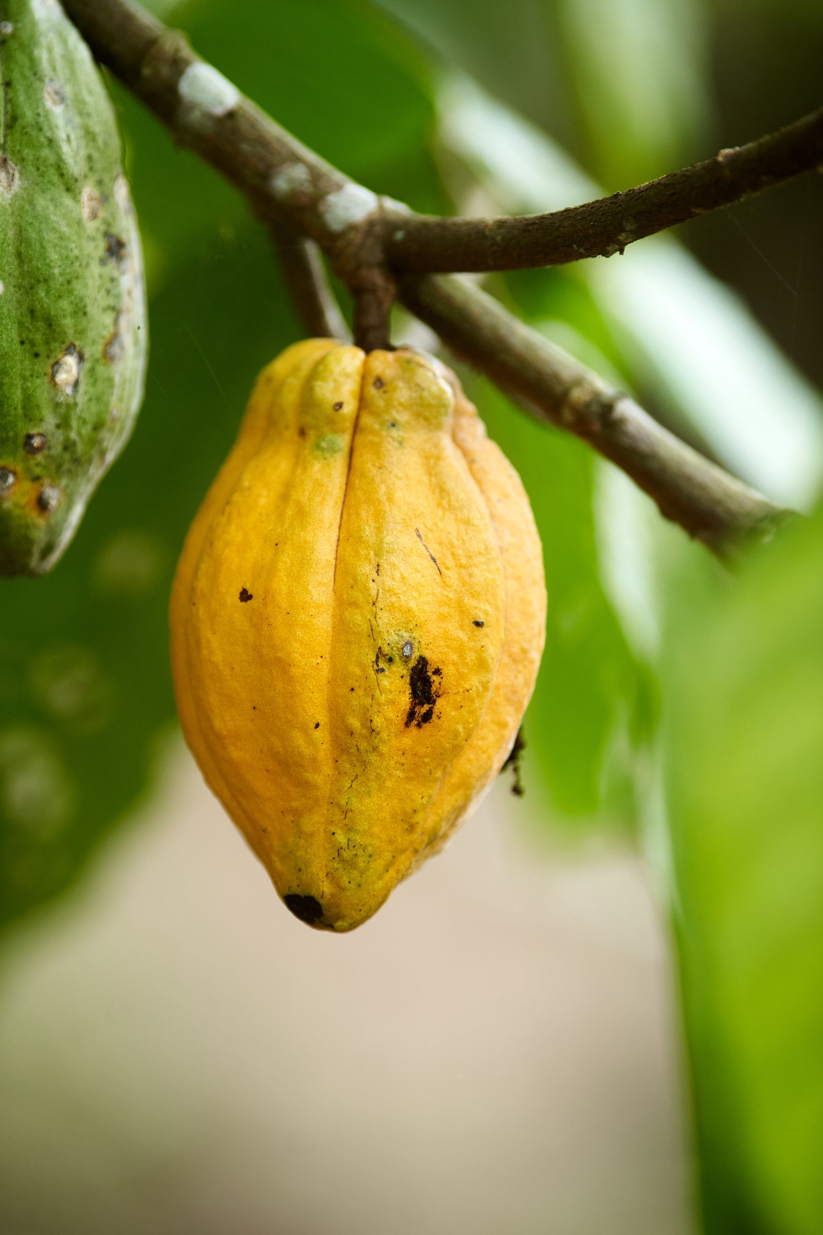 Mazorca de cacao madura en la rama